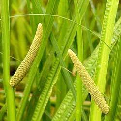 Acorus Calamus